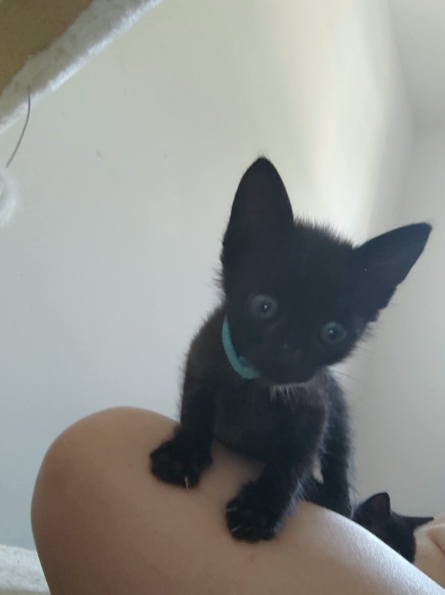 Ellie