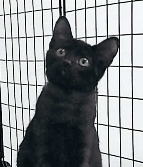 Gin