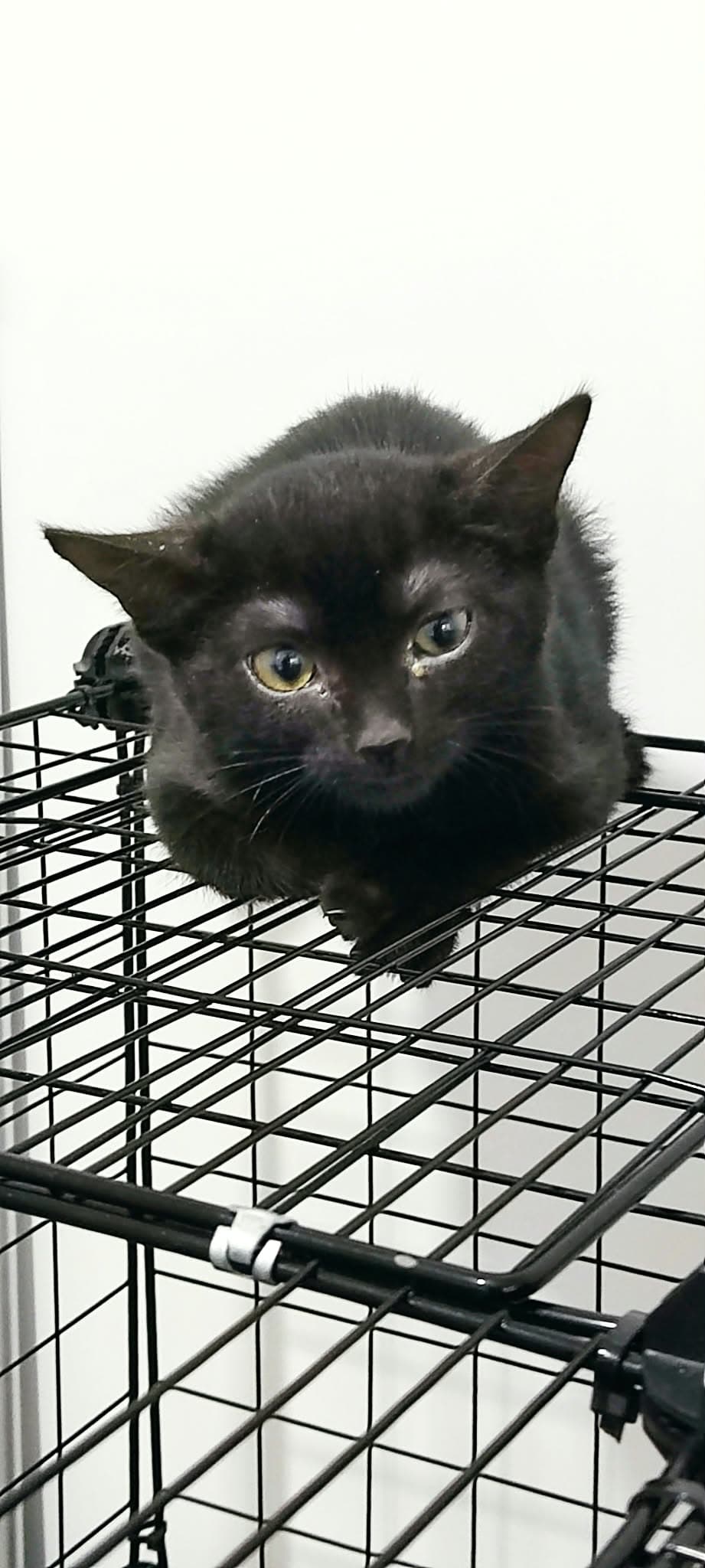 Foto de Gin