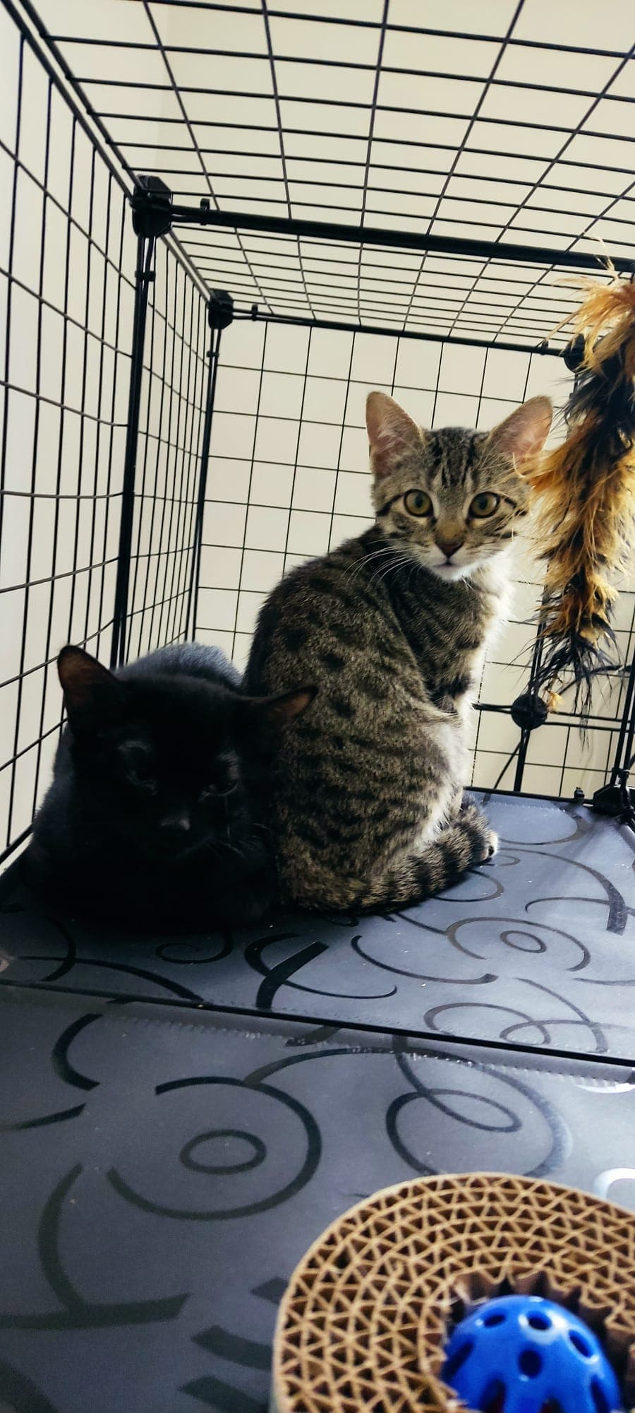 Foto de Gin