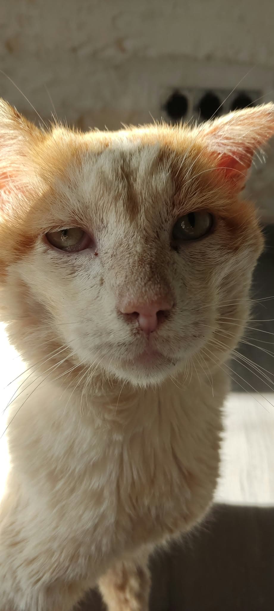 Gizmo