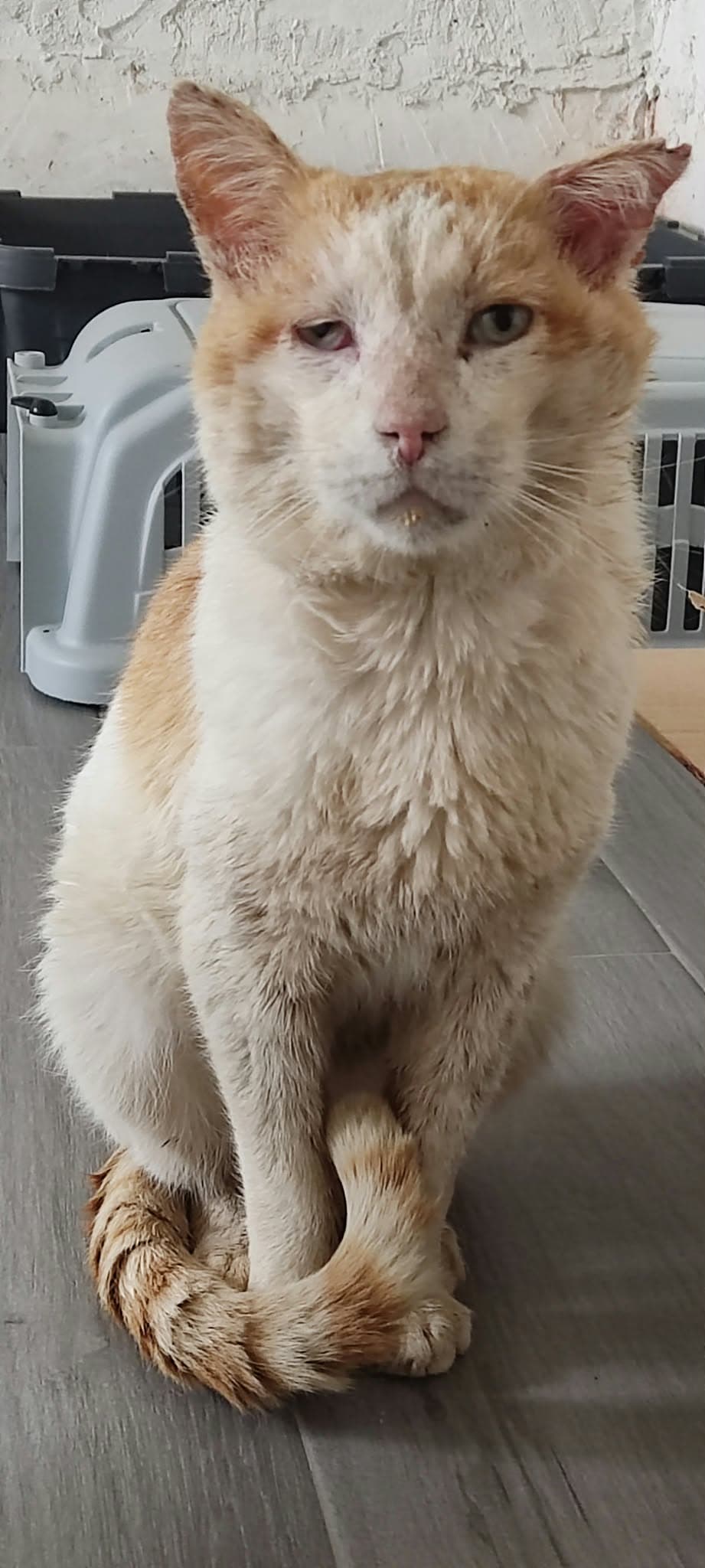 Foto de Gizmo