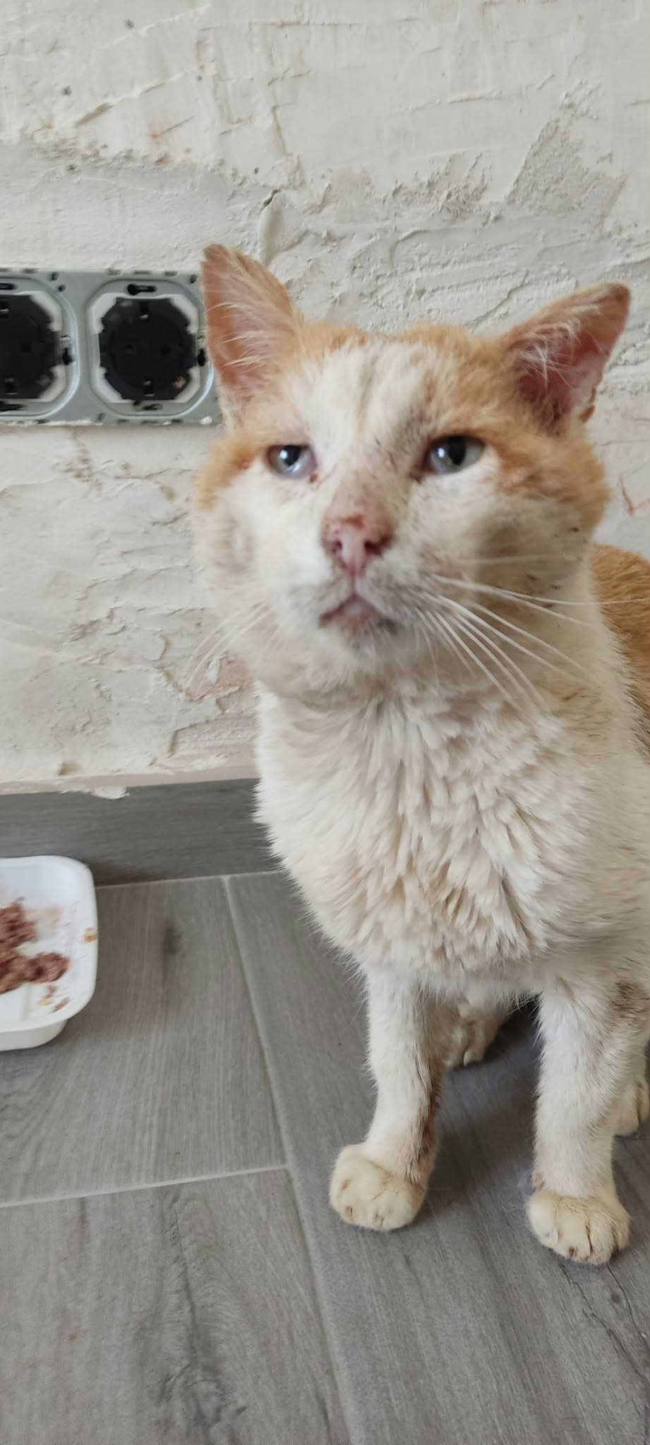 Foto de Gizmo
