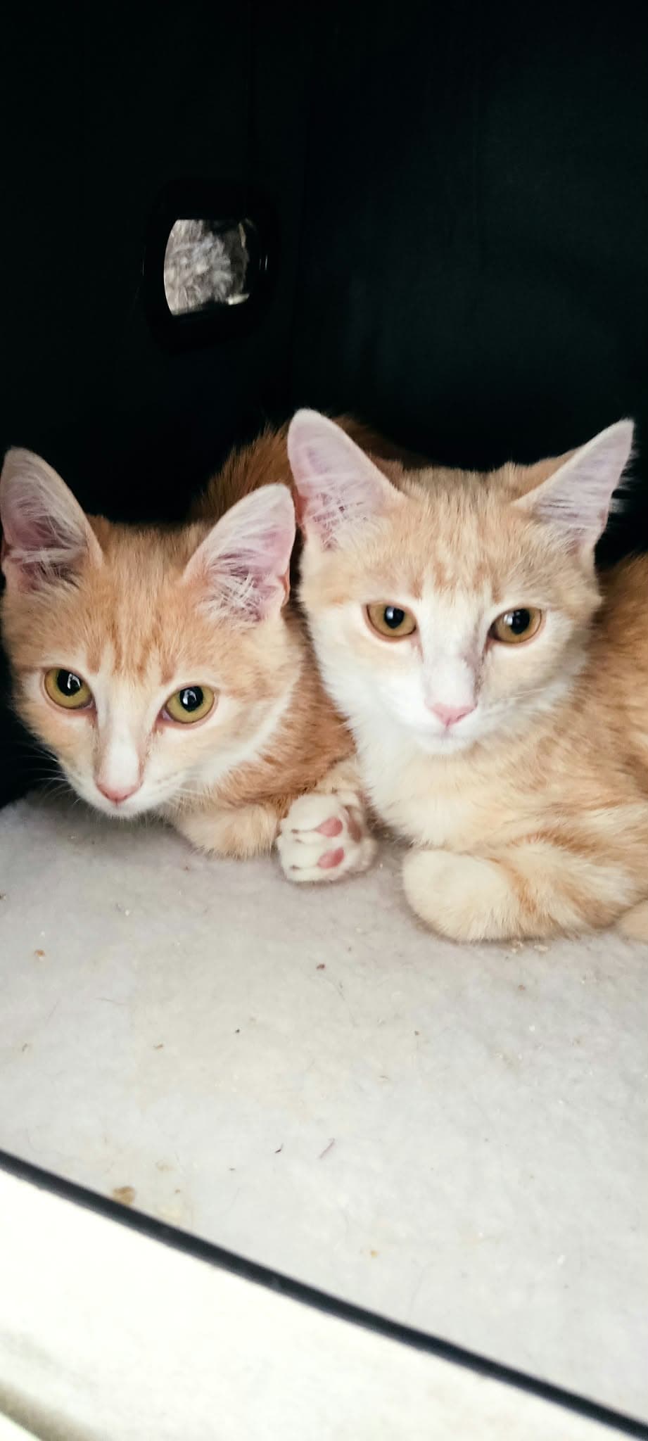 Foto de Kin