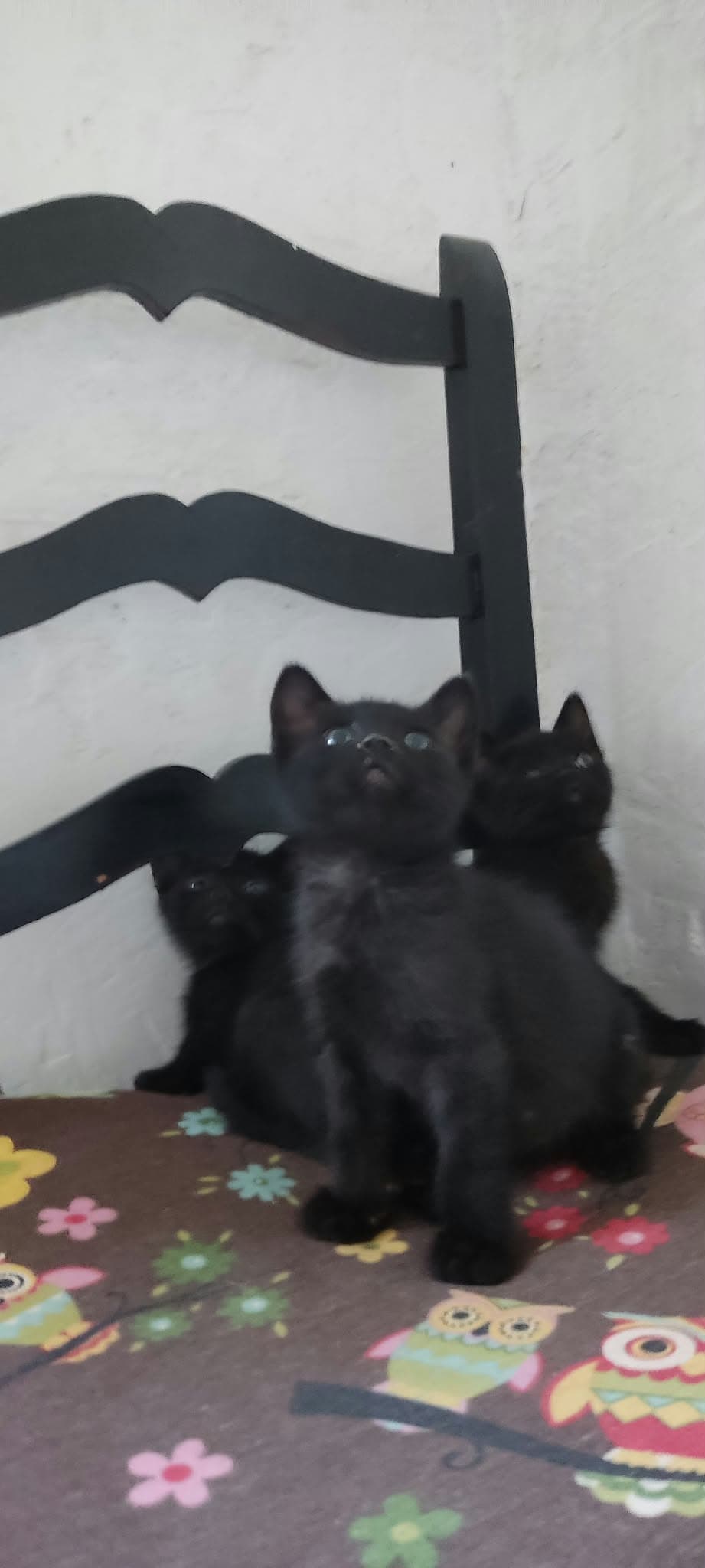 Foto de Leo