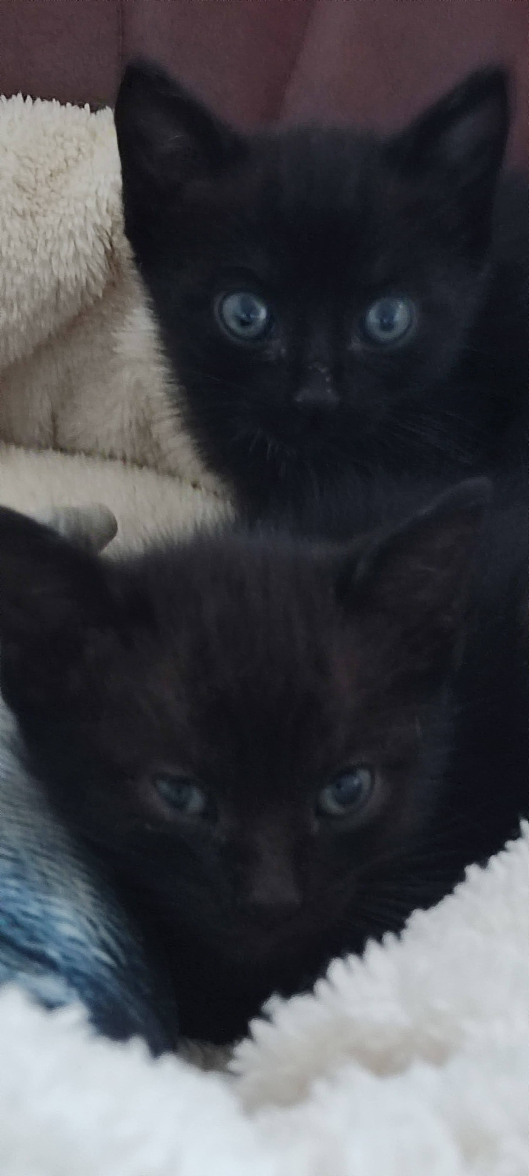 Foto de Mochi