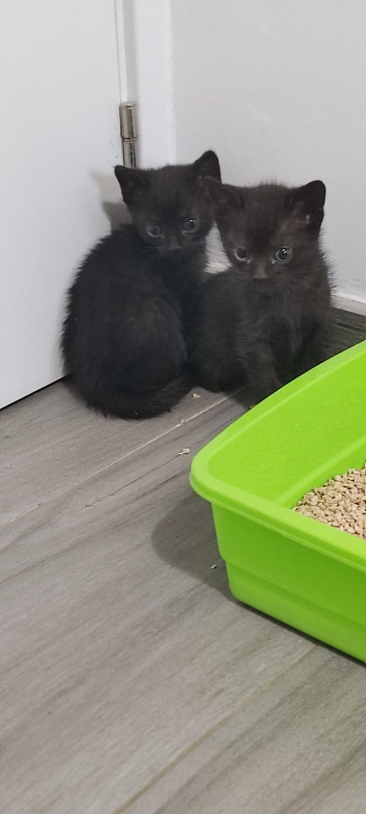 Foto de Mochi