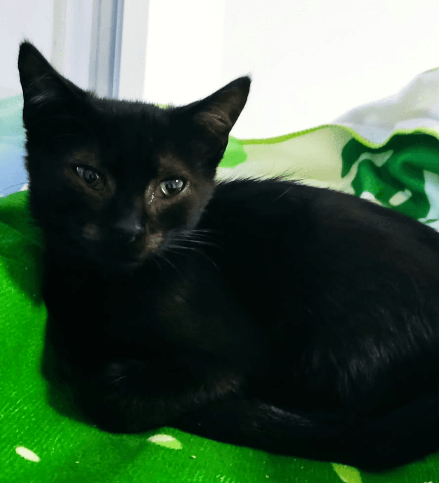 Salem